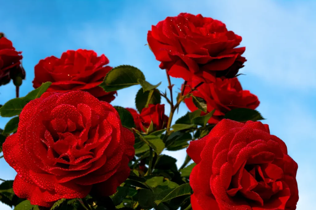 Rose Red (12)
