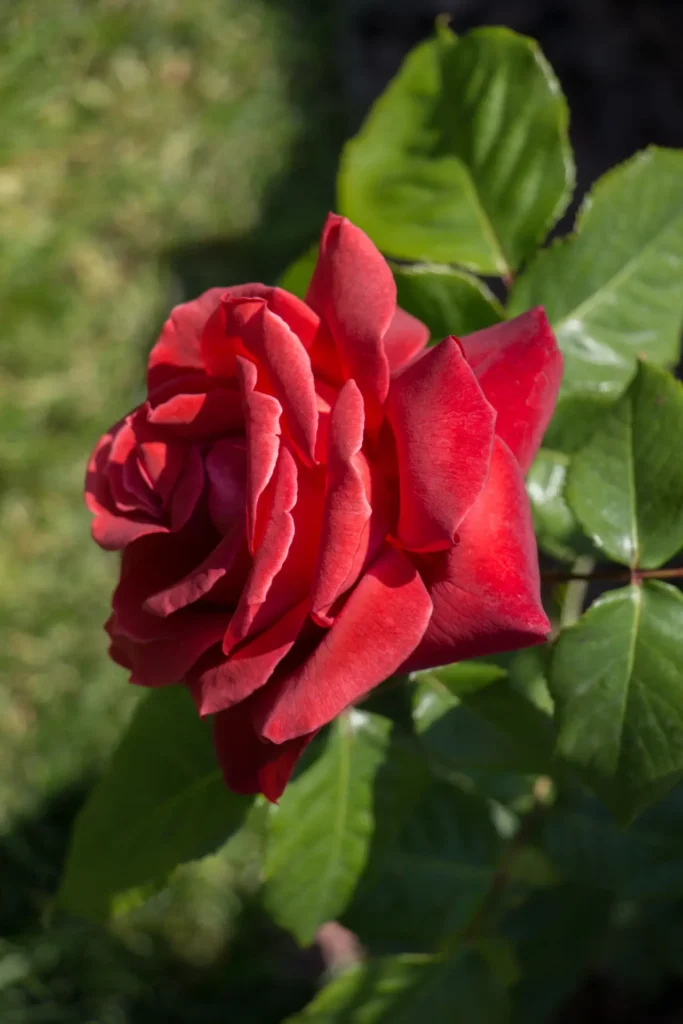 Rose Red (2)