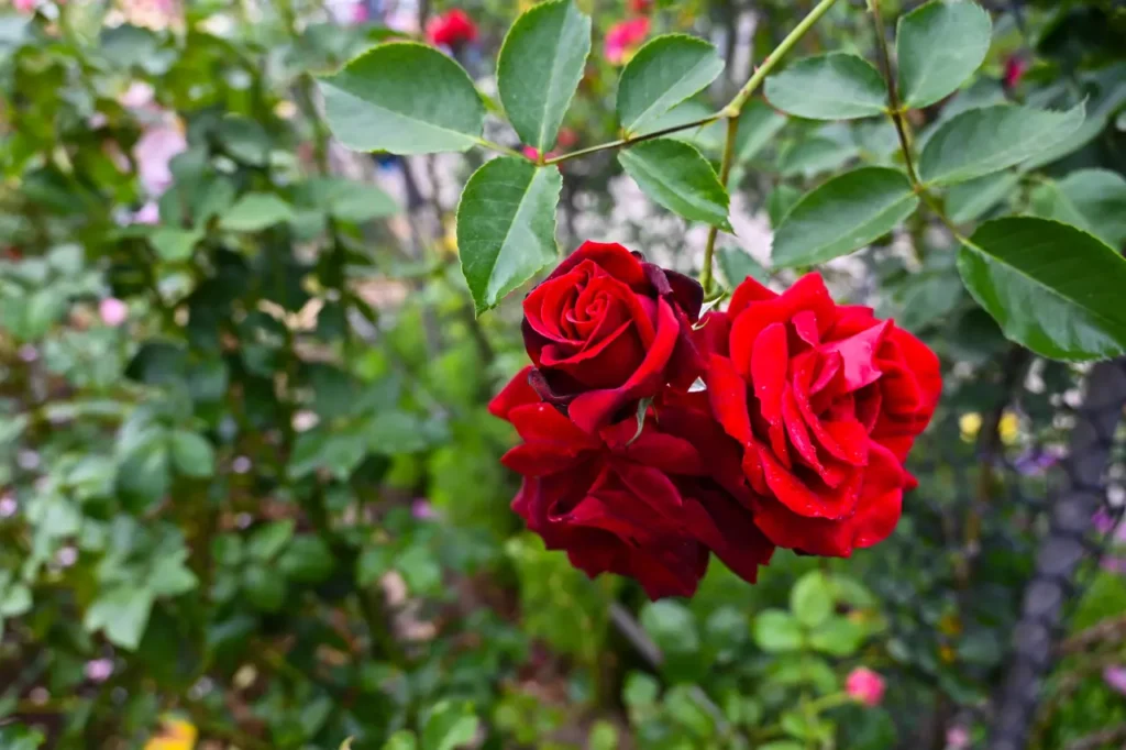 Rose Red (20)