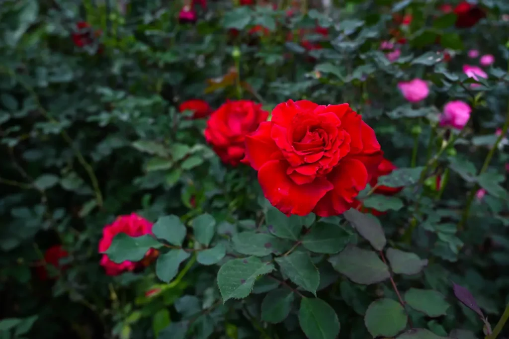 Rose Red (21)