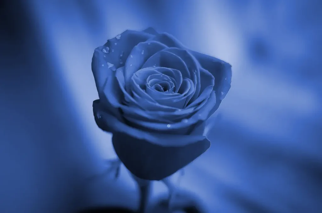 Rose Blue (10)