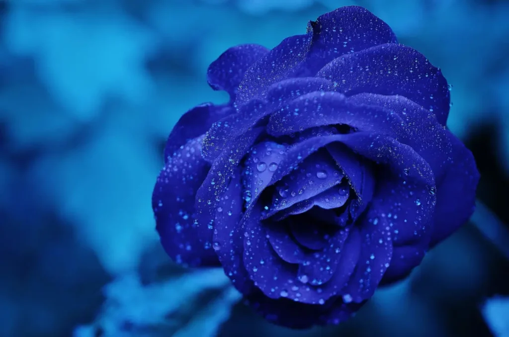 Rose Blue (11)