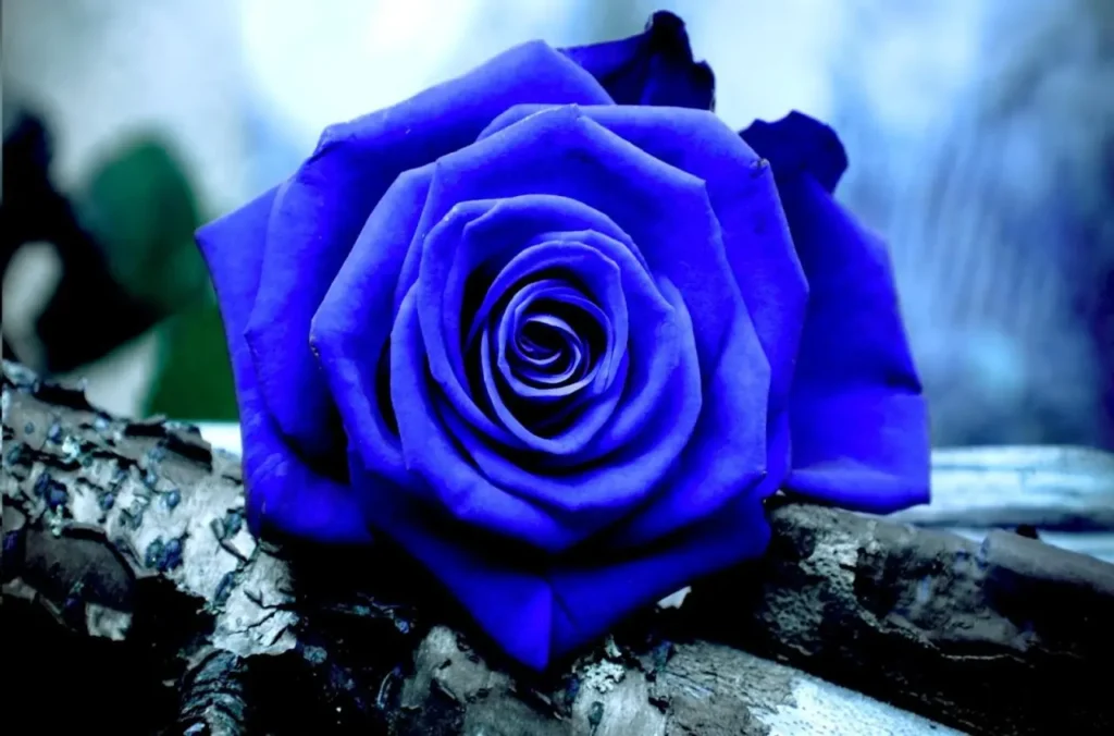 Rose Blue (12)