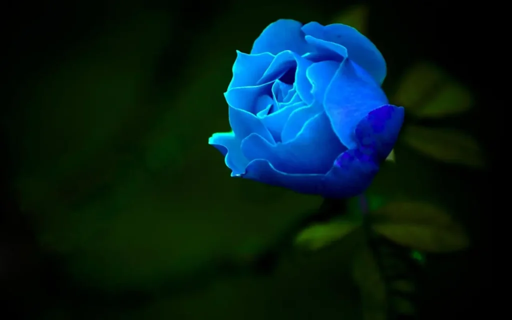 Rose Blue (14)