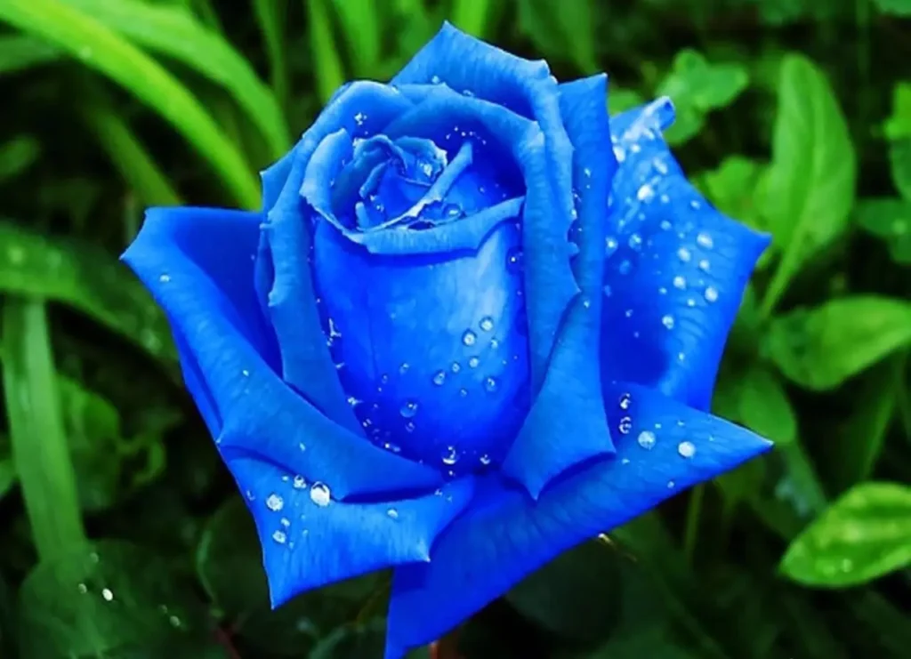 Rose Blue (15)