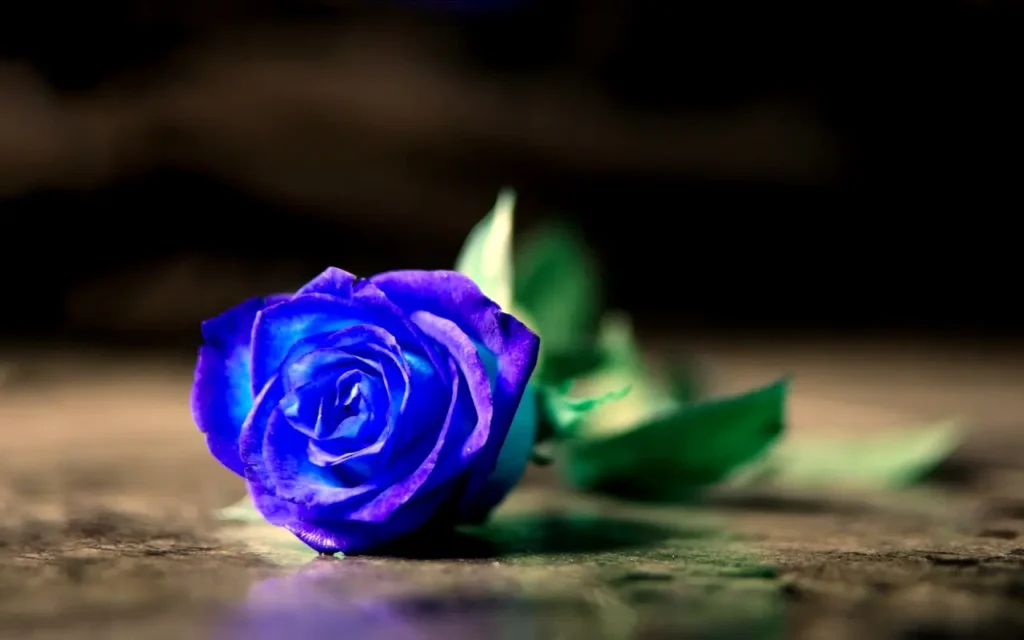 Rose Blue (16)