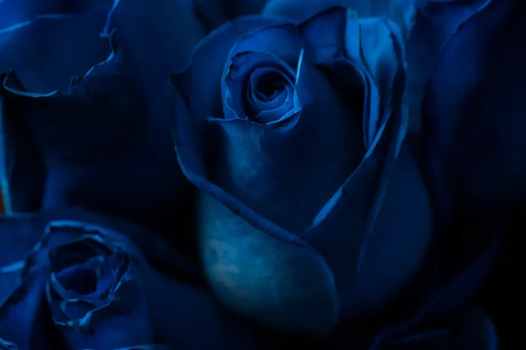 Rose Blue (9)
