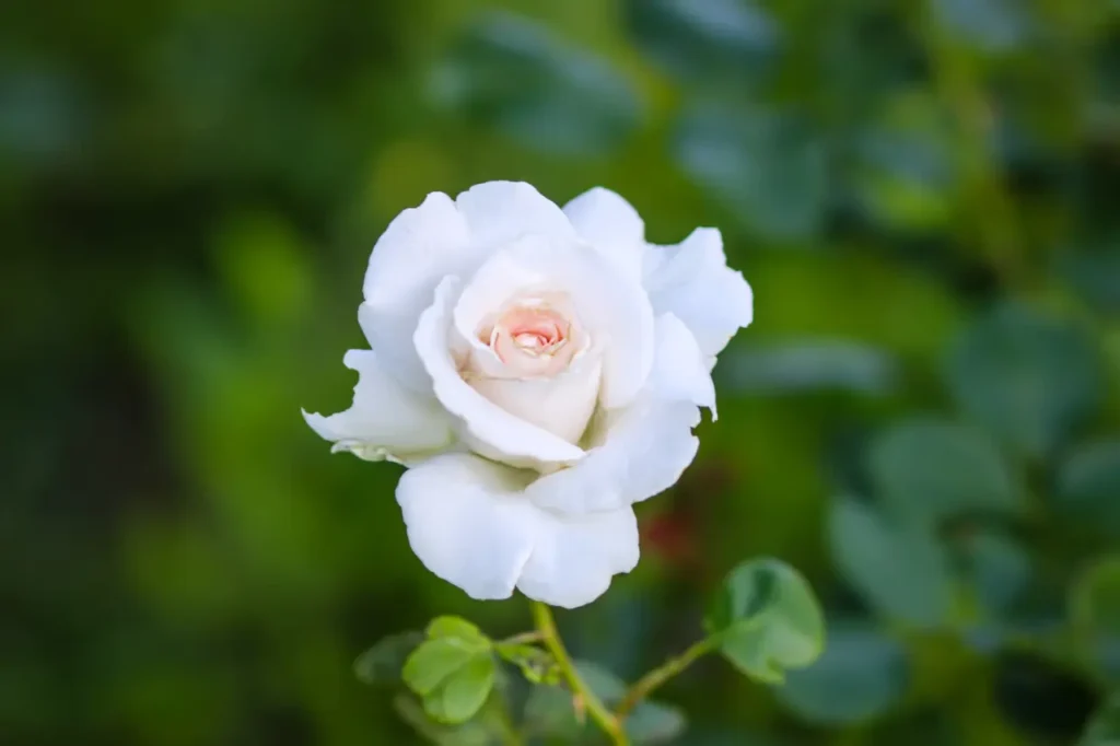 Rose White (10)