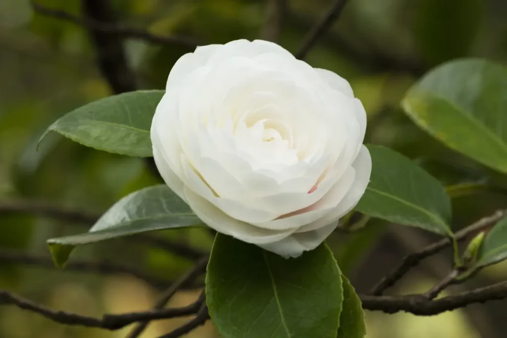 Rose White (7)