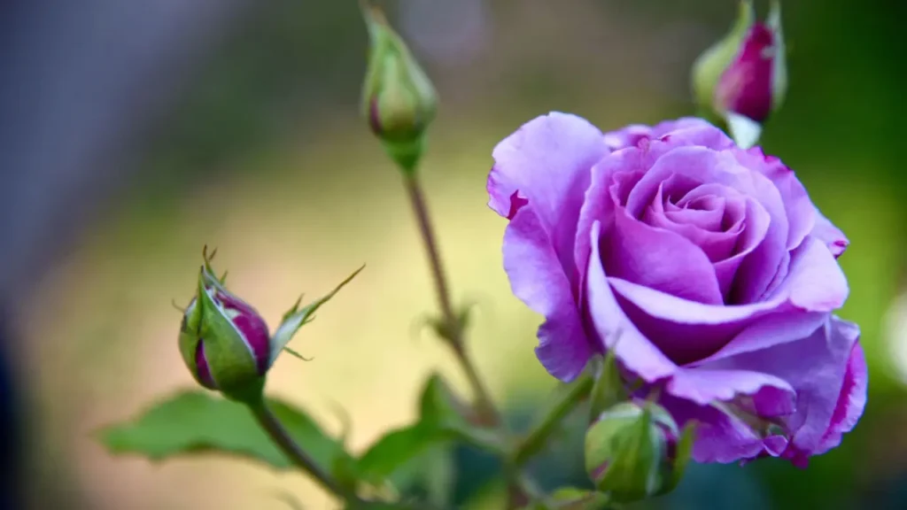 Roses Purple 1