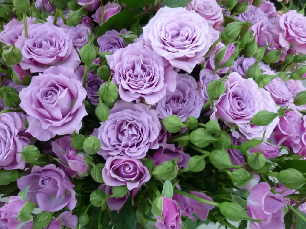 Roses Purple 10