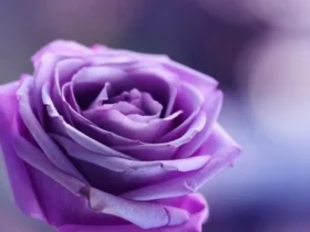 Roses Purple 11