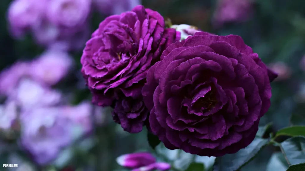 Roses Purple 12