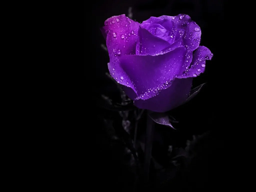 Roses Purple 14