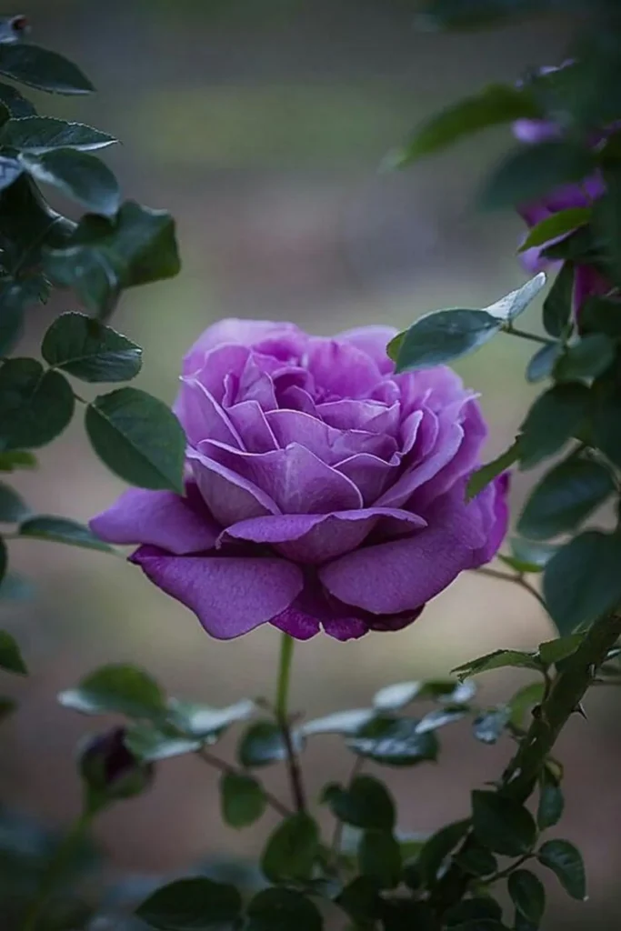 Roses Purple 15