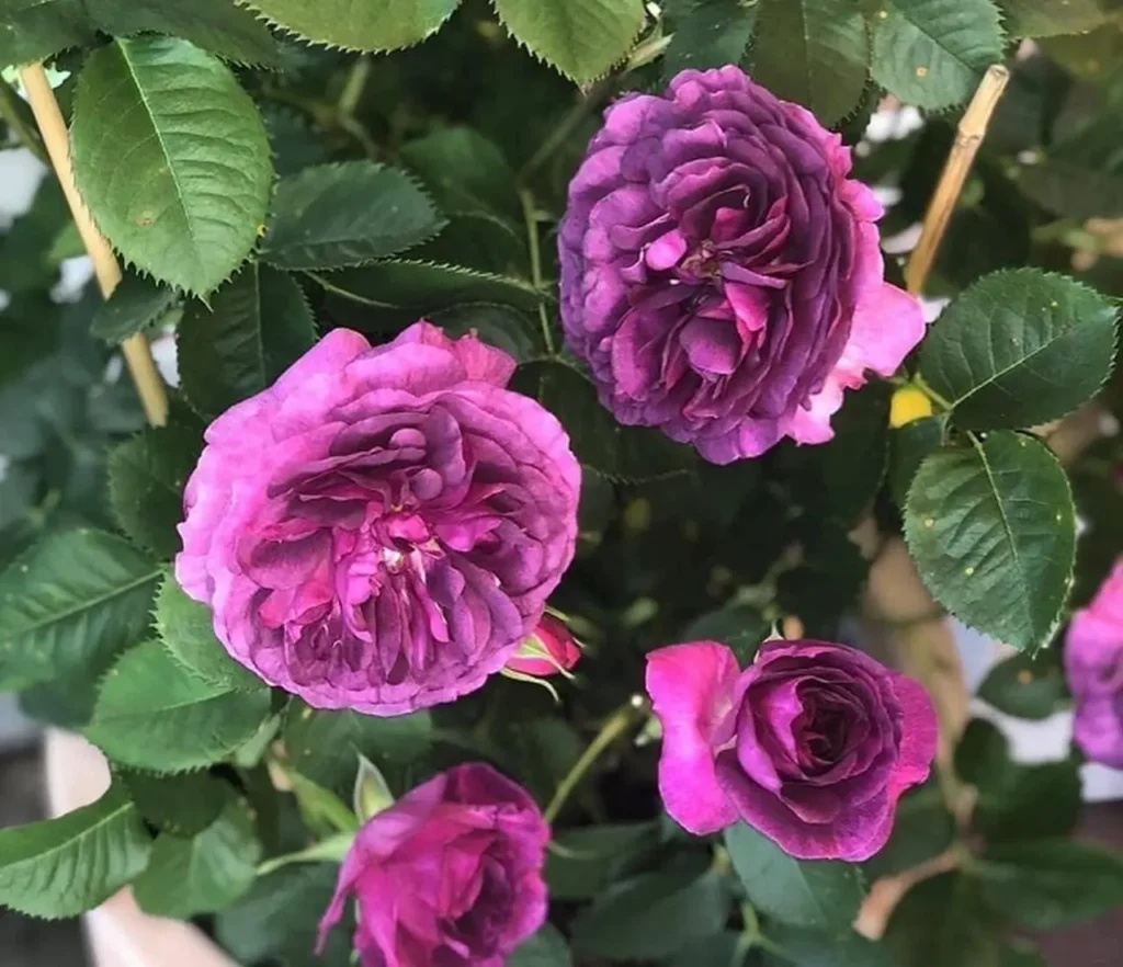 Roses Purple 18