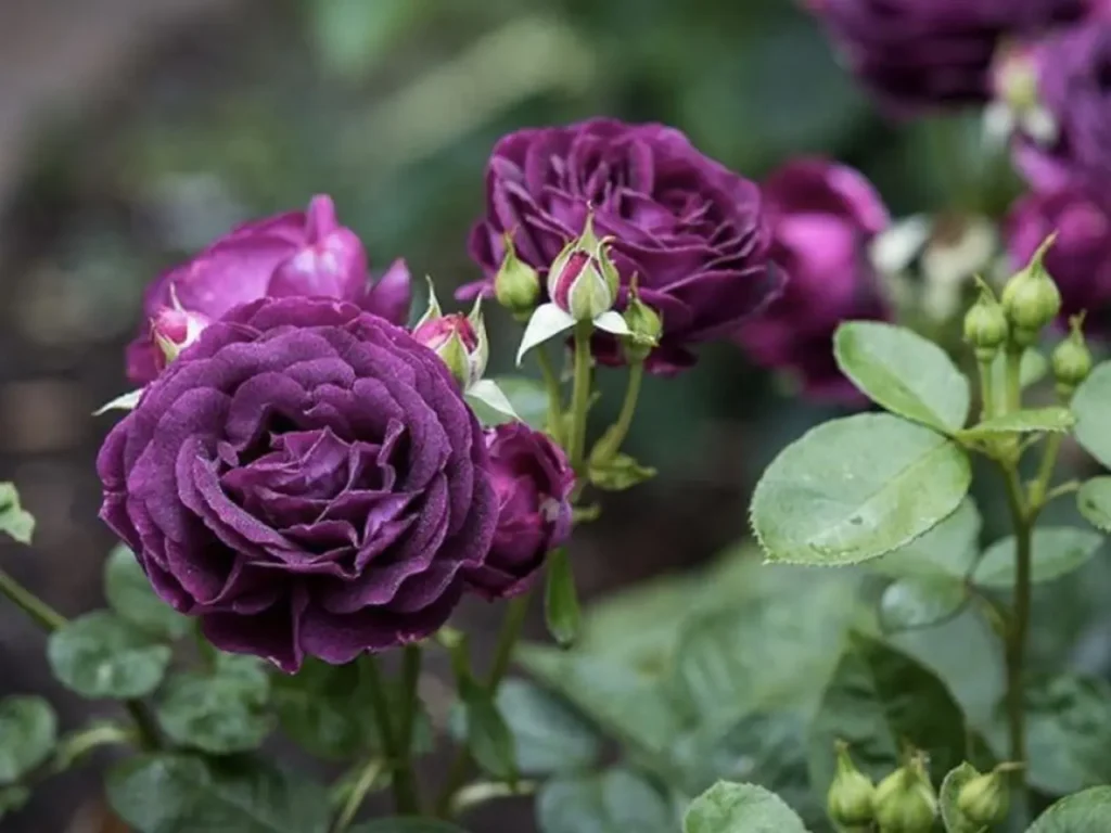 Roses Purple 19