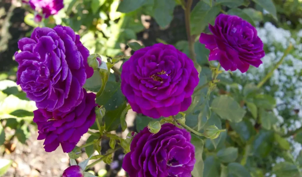 Roses Purple 2