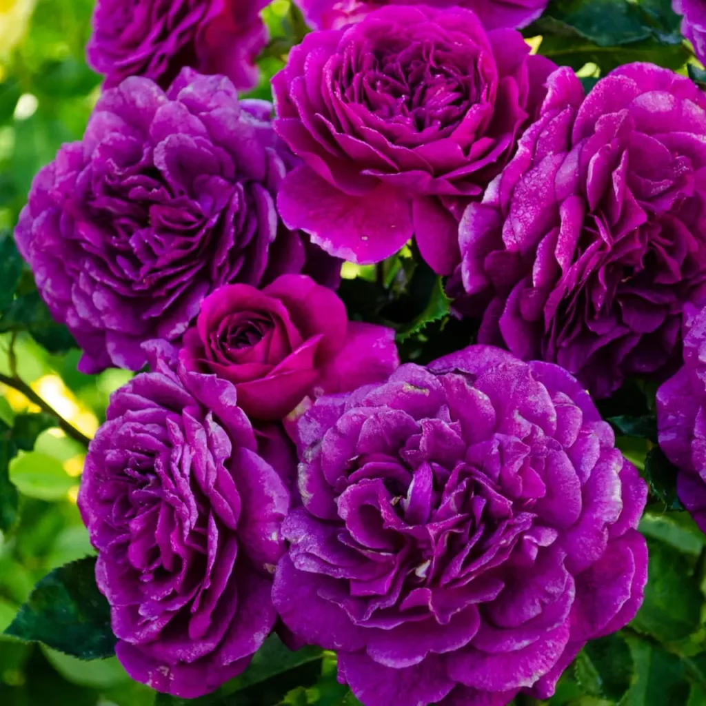 Roses Purple 4