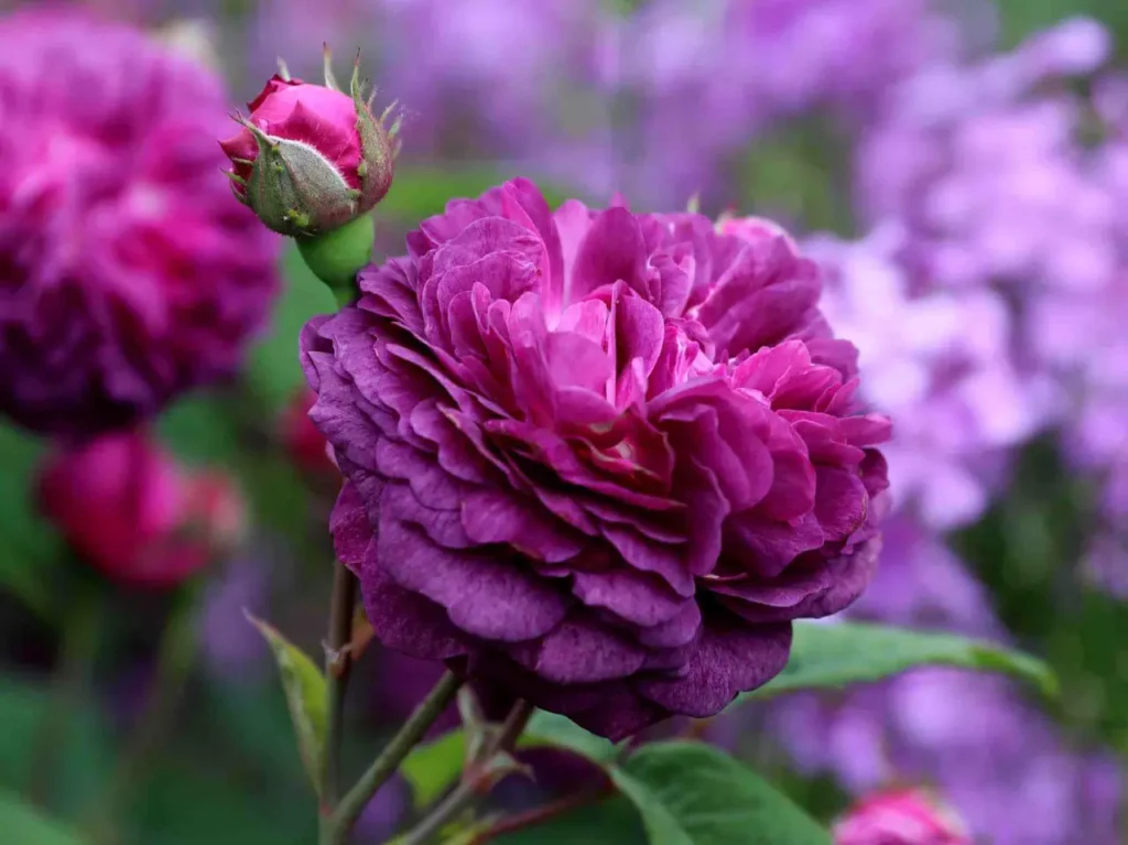 Roses Purple 5