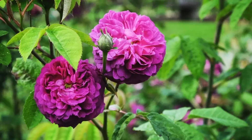 Roses Purple 6