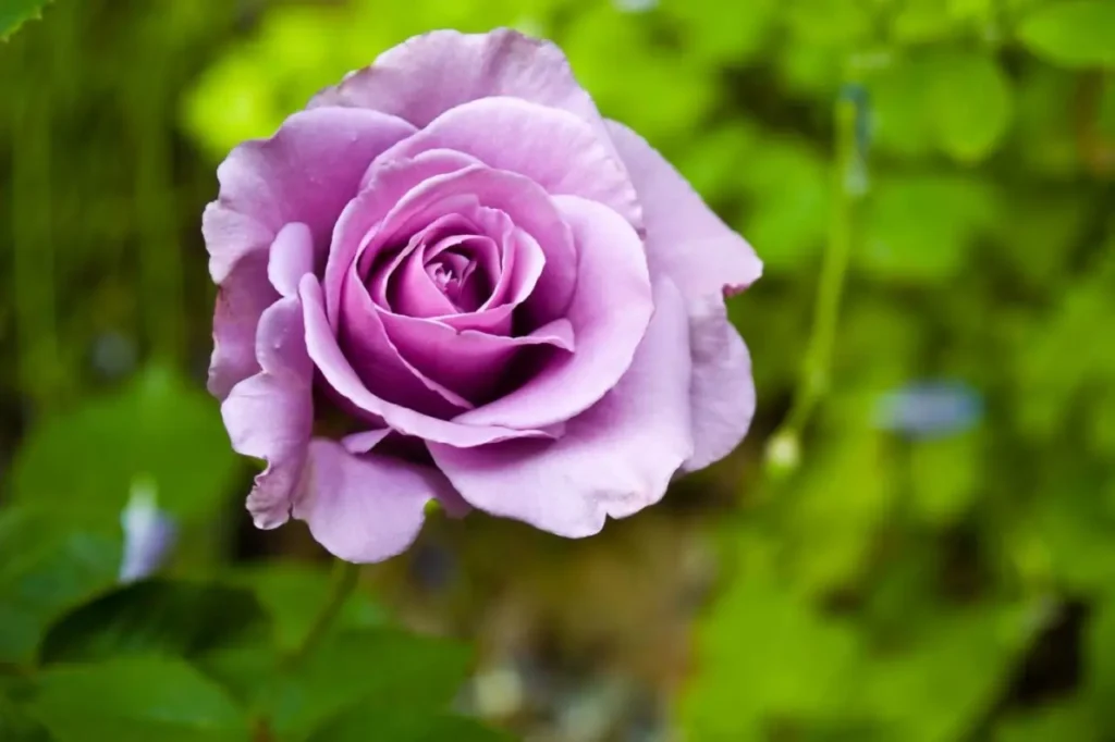 Roses Purple 7