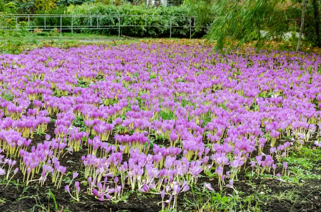 Saffron Flowers (10)