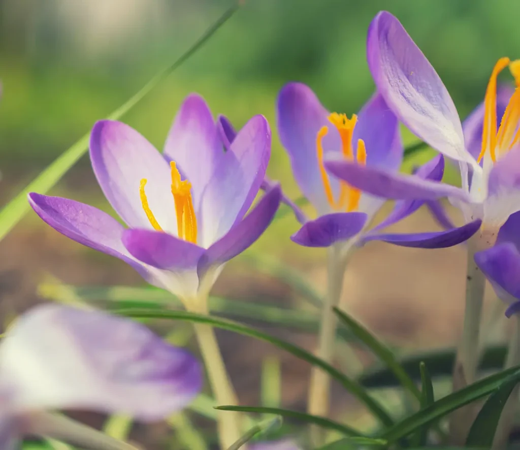 Saffron Flowers (11)