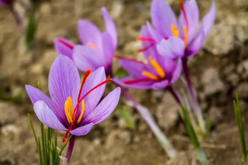 Saffron Flowers (16)
