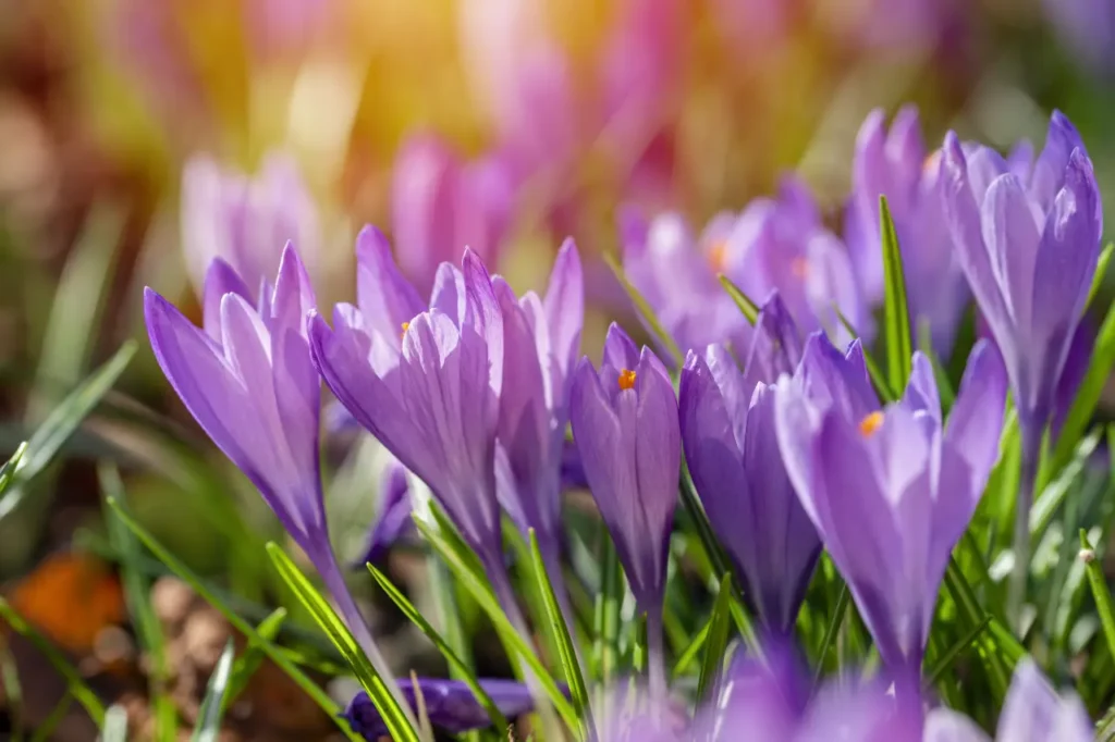 Saffron Flowers (3)