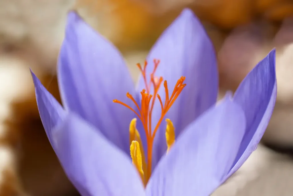 Saffron Flowers (8)