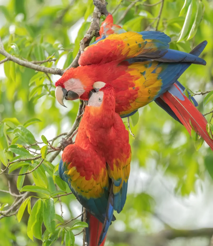 Scarlet Macaw 15