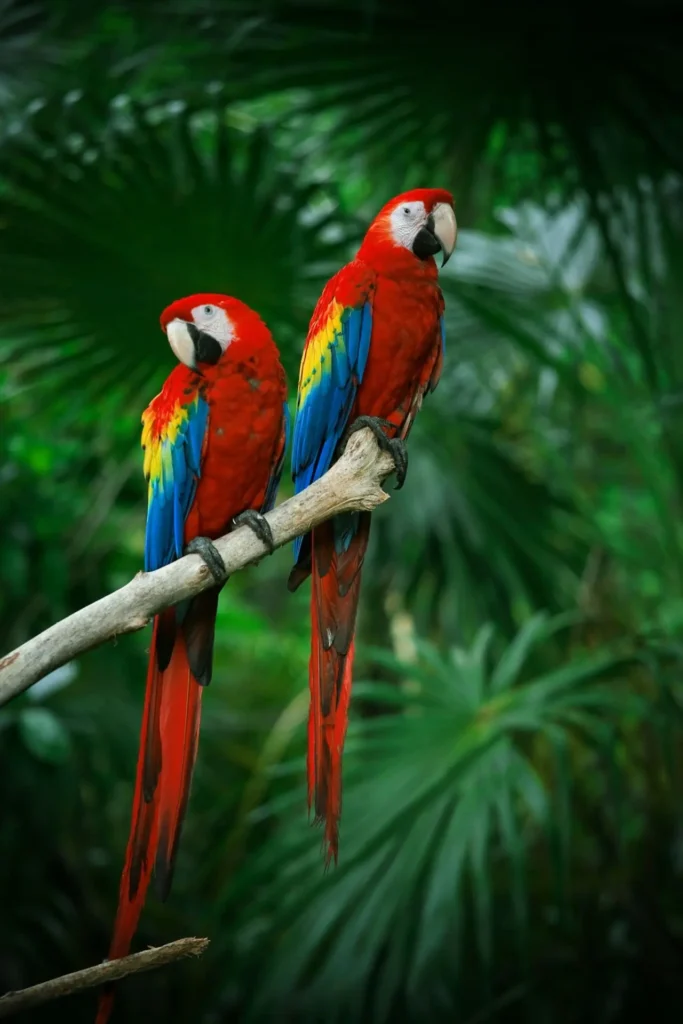Scarlet Macaw 16