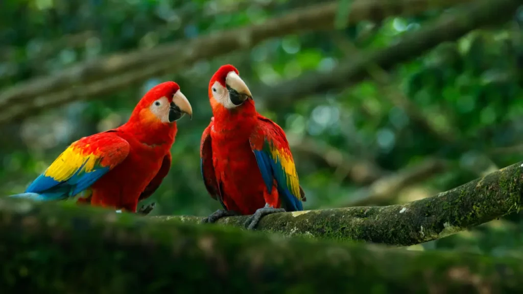 Scarlet Macaw 18