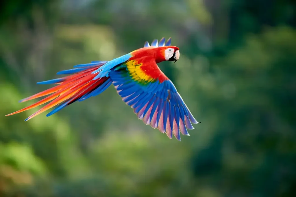 Scarlet Macaw 8