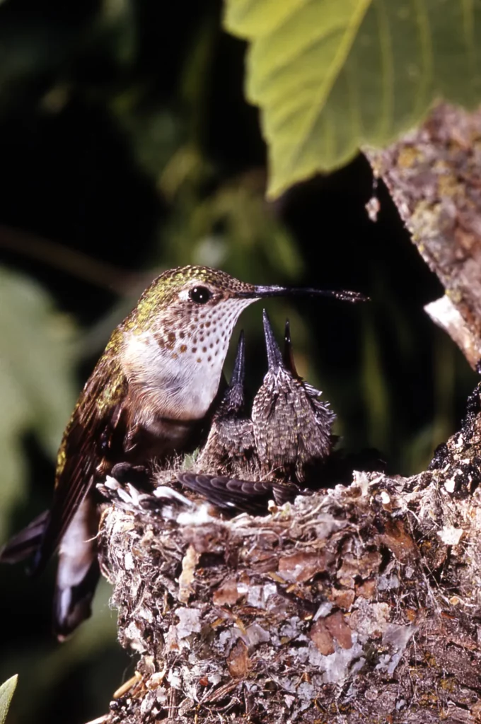 Selasphorus Calliope Hummingbird 21