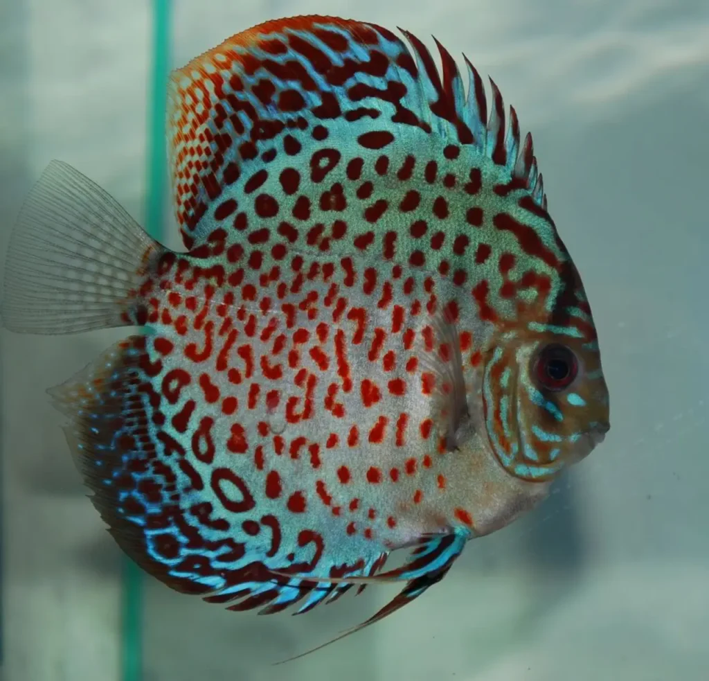 Spotted Discus 1