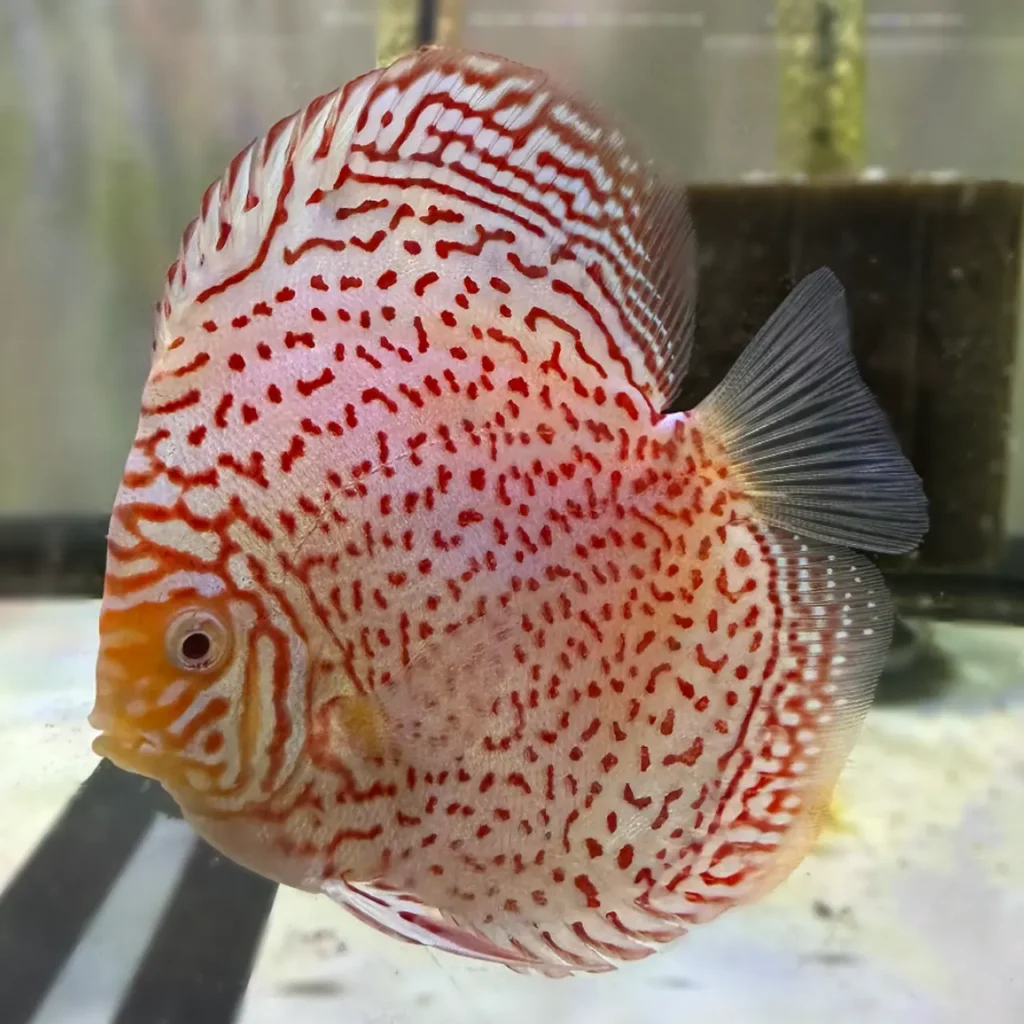 Spotted Discus 10