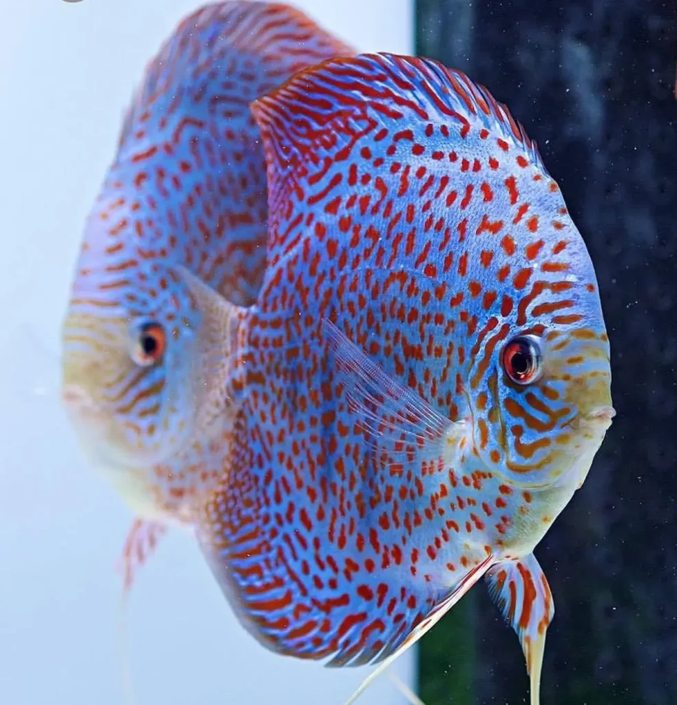 Spotted Discus 11