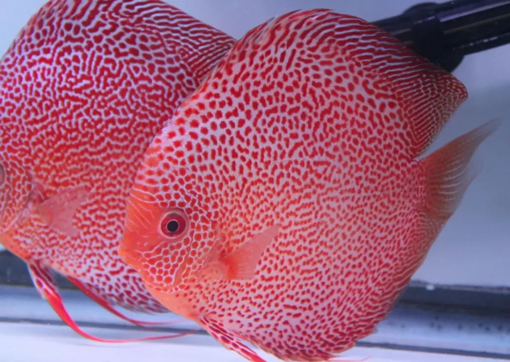 Spotted Discus 12