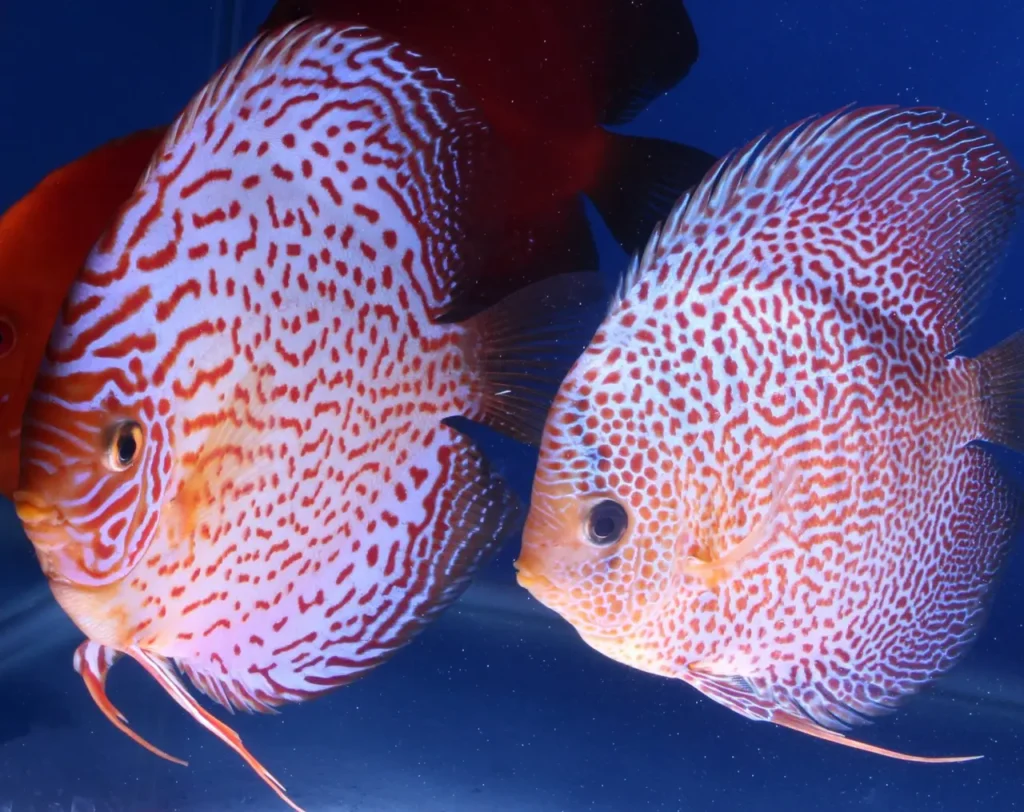 Spotted Discus 13