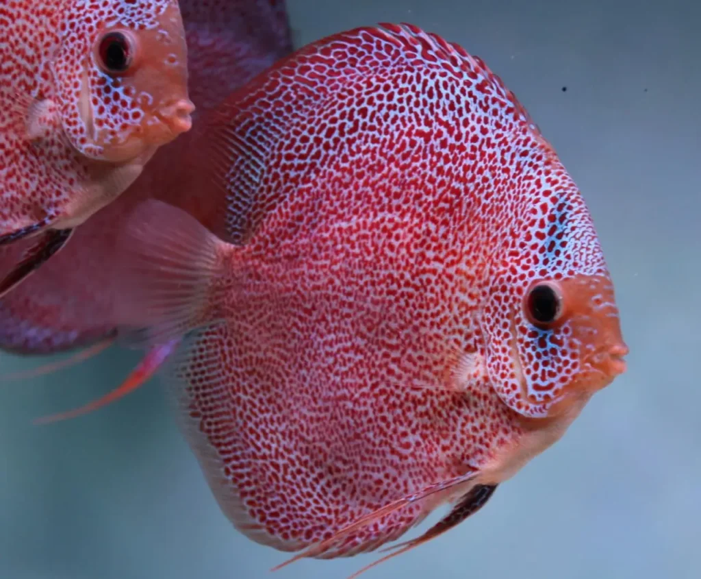Spotted Discus 14