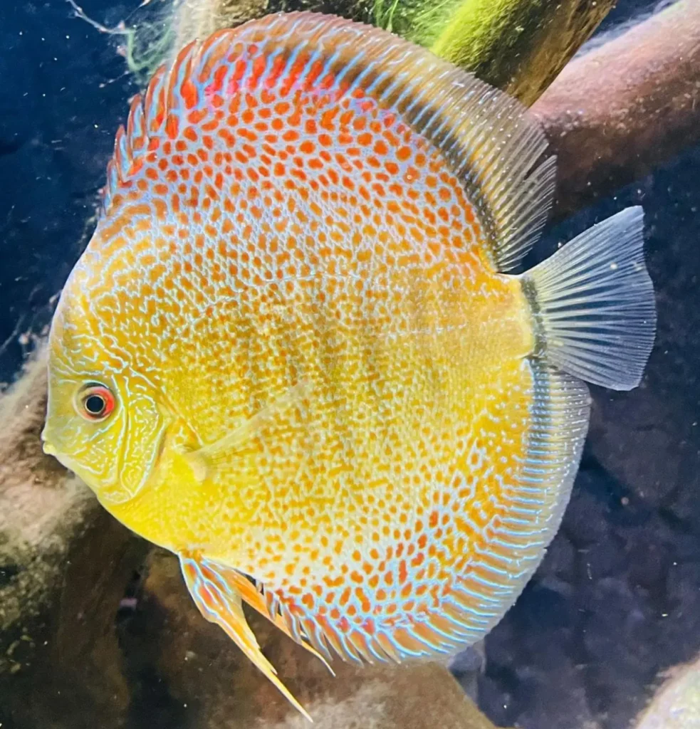 Spotted Discus 16