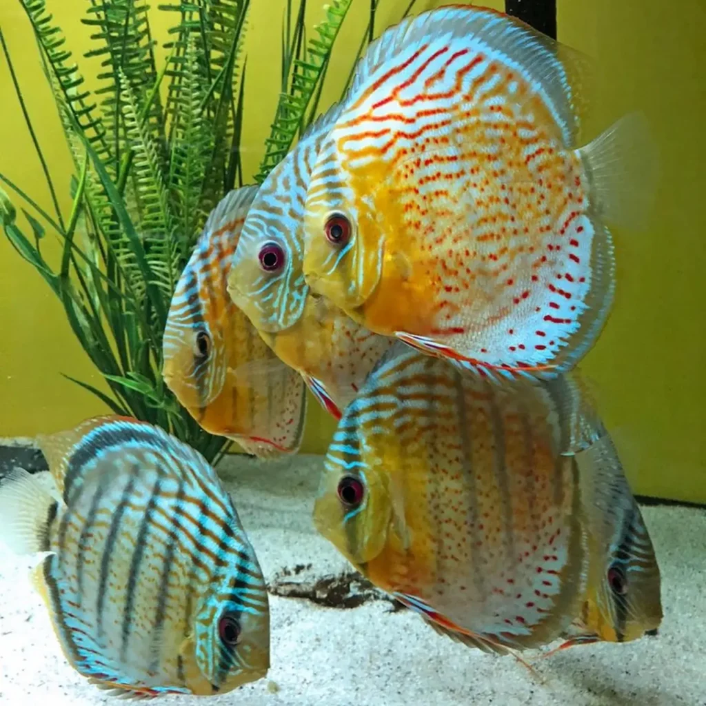 Spotted Discus 2