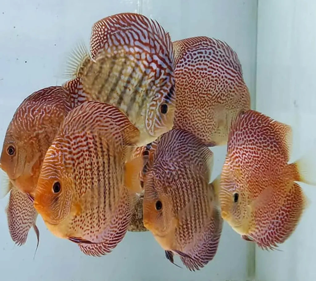 Spotted Discus 3