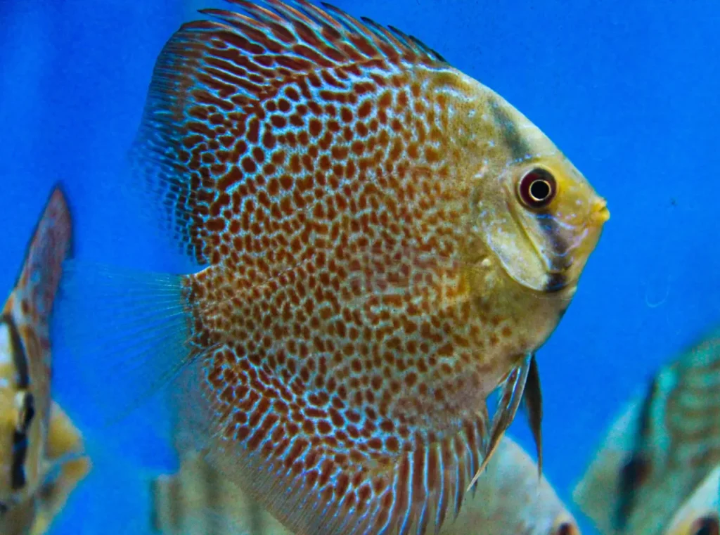 Spotted Discus 4