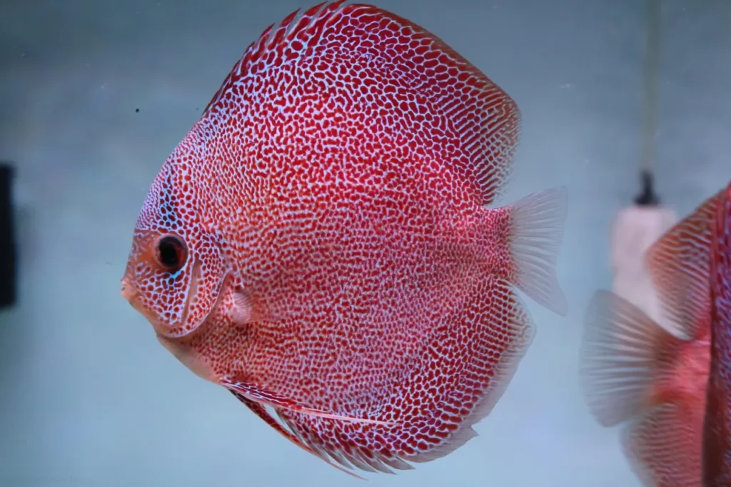 Spotted Discus 5