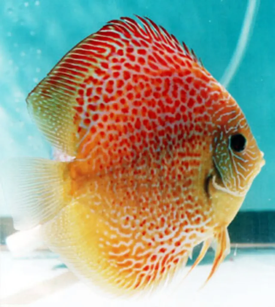 Spotted Discus 6