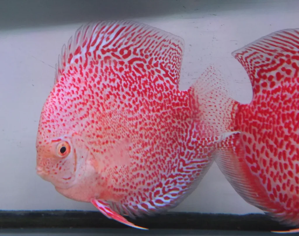 Spotted Discus 8