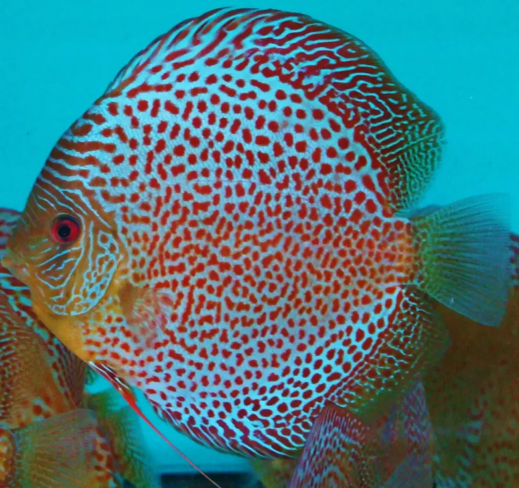 Spotted Discus 9